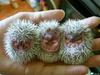 3 Cute Little Babies Hedgehog