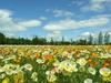 Romp in the flowers