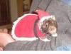 santa rat suit