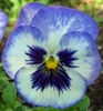 Pansy perfect