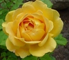 Yellow rose