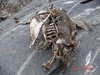 A Penguin Carcass