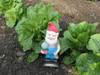 A Lettuce Gnome