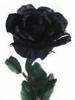 a black rose