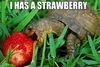 Strawberry..Yum!