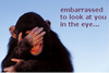 embarrassed chimp