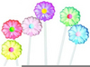 Daisy lollipops