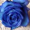 the bluest of rosez.