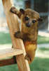 Pet Kinkajou