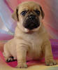 Puggle Puppy 