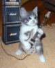 A RockStar cat!