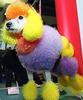 A Rainbow Poodle