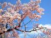 spring cherry tree 