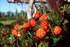Swedish Exotic Cloudberries !!!!