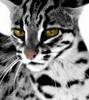 leopard cat