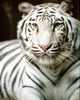 a white tiger