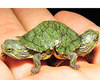 Two-Headed Turtle