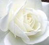 white rose