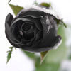 black rose