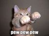 Pew pew kitty