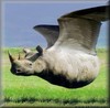 A Pet Rhino (he flies!)