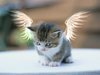 Angel Kitten to watch over you