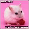 hamster with raspberry