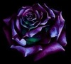 Beautiful Blooming Purple Rose