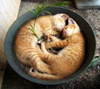 Sleeping kittens!