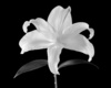 Perfect white lily