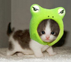 Froggy Kitty