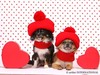 cute dogs with heart