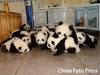 a Panda Piling!