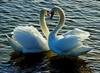 swan-love