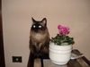 Donate 4 pretty cat with flower