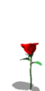 a Bouncing Red Rose