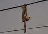 Hung from a telephone wire