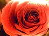 ♡ Rosy Red Rose