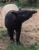 Nosey Tapir