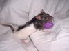 Playful rat