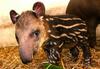 Cute tiny tapir