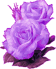 Purple Roses For You 