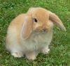 Mini Lop Bunny