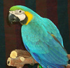 Macaw