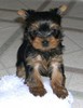 Yorkie pup