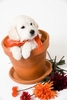 Potted Pup