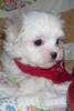 Maltese Puppy