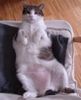   relaxing cat