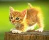 cute kitten pounce