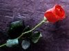 single red rose 